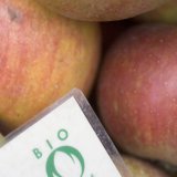 En 2023, les agriculteurs ayant fait le choix du bio disposaient d'une surface cultivable de 190'000 hectares, soit 3700 hectares de plus qu'en 2022 (+2,0%) (image d'illustration). KEYSTONE/GAETAN BALLY